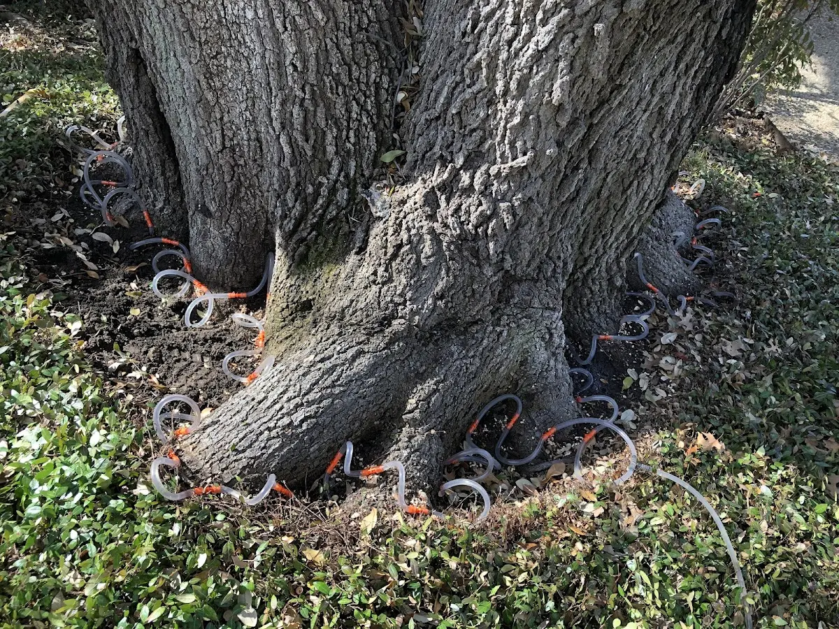 Detailed Tree Cabling and Bracing job site in Campbellton