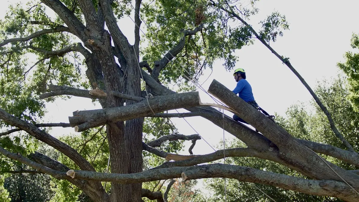 Professional Crown Thinning performed by certified arborists in Campbellton